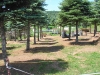 Artillery Hill 10